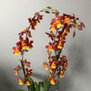 Wilsonara Firecat