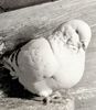 110214353_CWJDQFK3 (1) - Copy