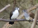 Tambourine Dove (m+f) _ JBP