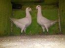 Vanduti