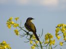 Codobatură galbenă (Motacilla flava)