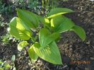hosta Royal Standard