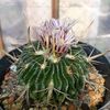 Echinofossulocactus
