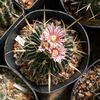 Echinofossulocactus