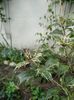 Osmanthus heterophyllus ‘Goshiki’