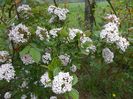 viburnum Anne Russell