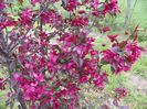 malus Royalty