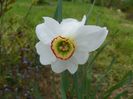 narcissus poeticus