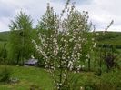 mar Florina