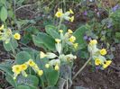 primula veris
