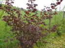 corylus maxima Purpurea