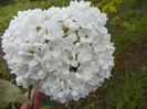 viburnum Eskimo