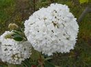 viburnum Eskimo