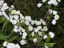 spiraea prunifolia Plena