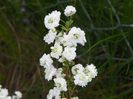 spiraea prunifolia Plena