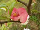 chaenomeles Toyo Nishiki