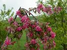 malus Cheals Weeping