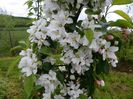 malus John Downie