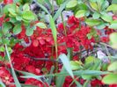 chaenomeles Fire Dance