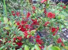 chaenomeles Fire Dance