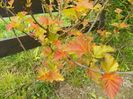 physocarpus Amber Jubilee