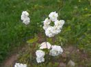 spiraea prunifolia Plena