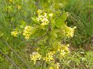 ribes aureum