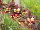 berberis Golden Ring