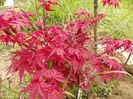 acer palm. Beni Maiko