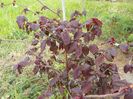 corylus contorta Red Majestic