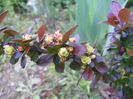 berberis Red Rocket