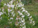 malus Sun Rival