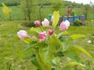 malus Red Sentinel