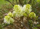 fothergilla Blue Shadow