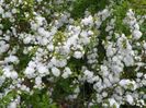 prunus glandulosa Alba Plena