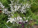 prunus glandulosa Alba Plena