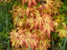 acer palm. Sangokaku