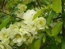 chaenomeles Yukigoten