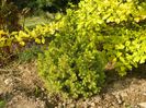 picea Rainbow's End