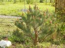 pinus watereri coafat