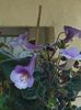 thumbnail (14)