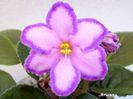 Kevs Heavenly Star