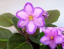 Kevs Heavenly Star