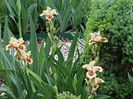Primii irisi infloriti