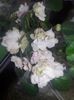 Pink Mint