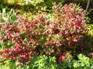 Weigela Alexandra