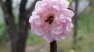 Prunus t