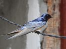 Rândunica (Hirundo rustica)