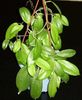 Neo Ebudica