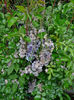 wisteria  degerata